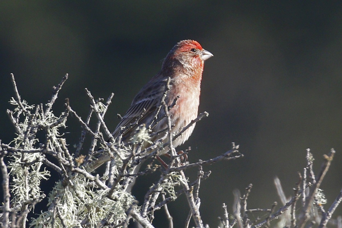 House Finch - ML207498921