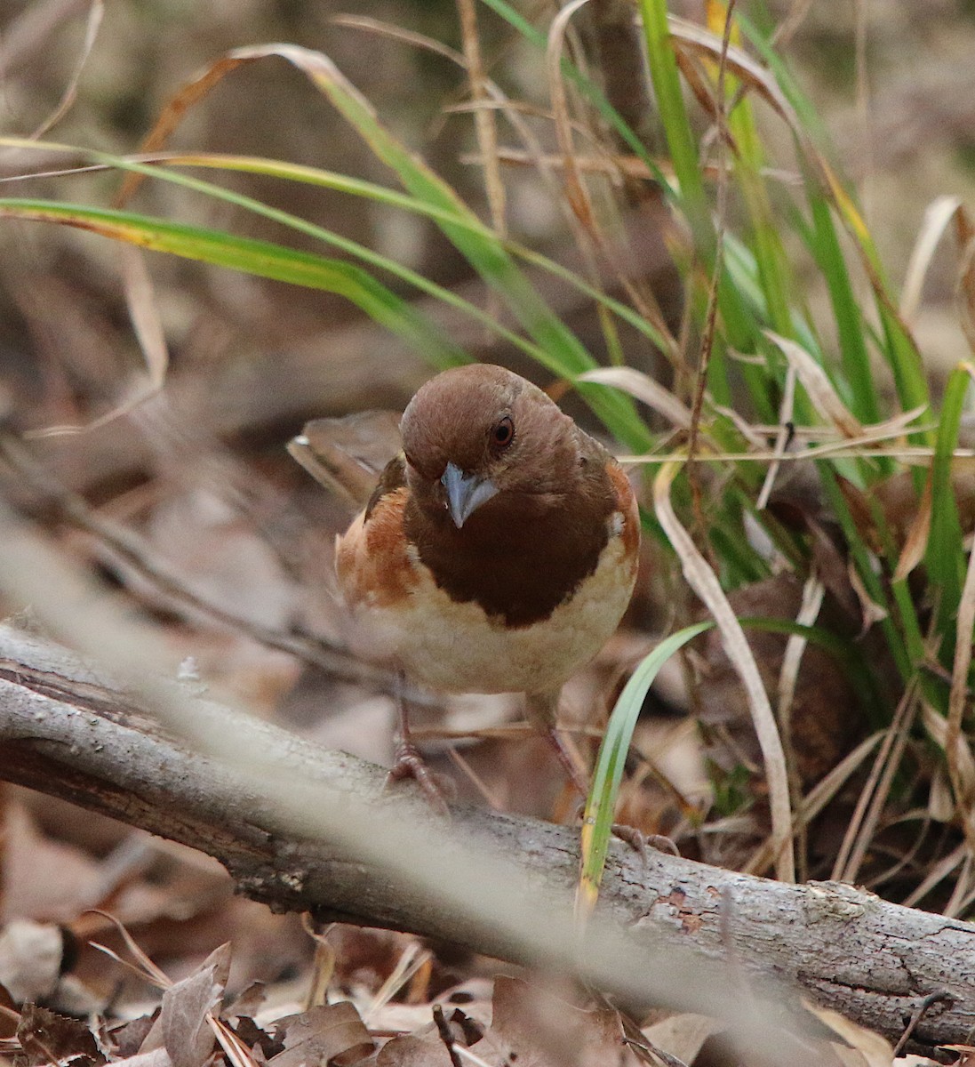 Eastern Towhee - ML207498941