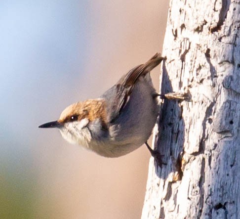 Brown-headed Nuthatch - ML207501531
