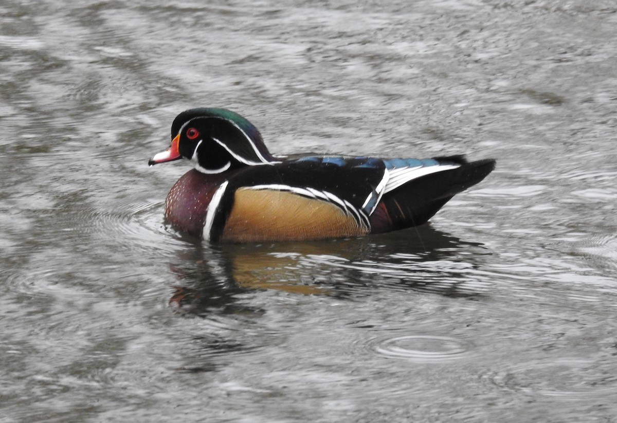 Wood Duck - ML207502691