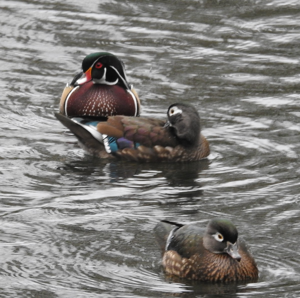 Wood Duck - ML207502701