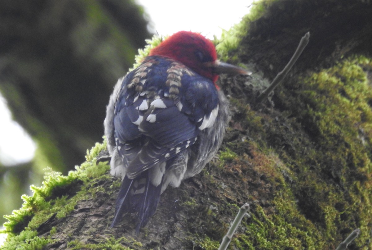 Red-breasted Sapsucker - ML207502801