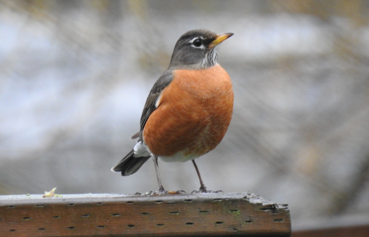 American Robin - Erik Bergman