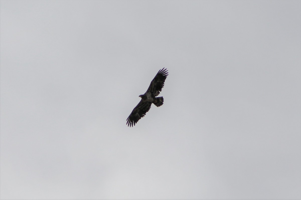 Bald Eagle - Amy Lyyski