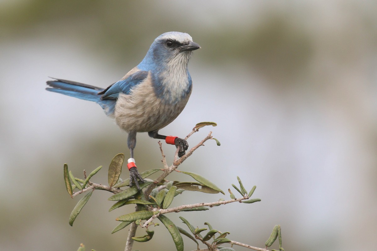 Florida Scrub-Jay - ML207504981