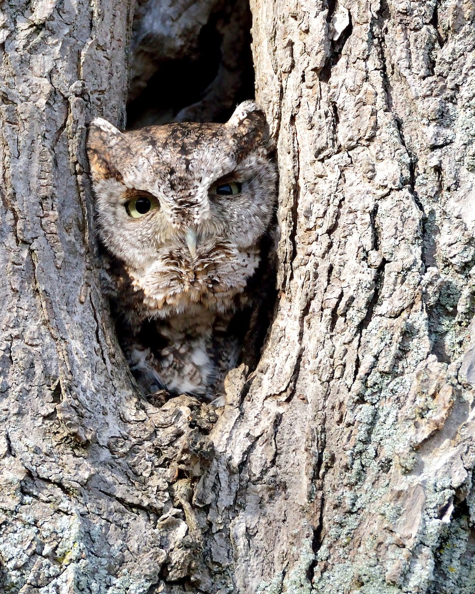 Eastern Screech-Owl - Dorrie Holmes