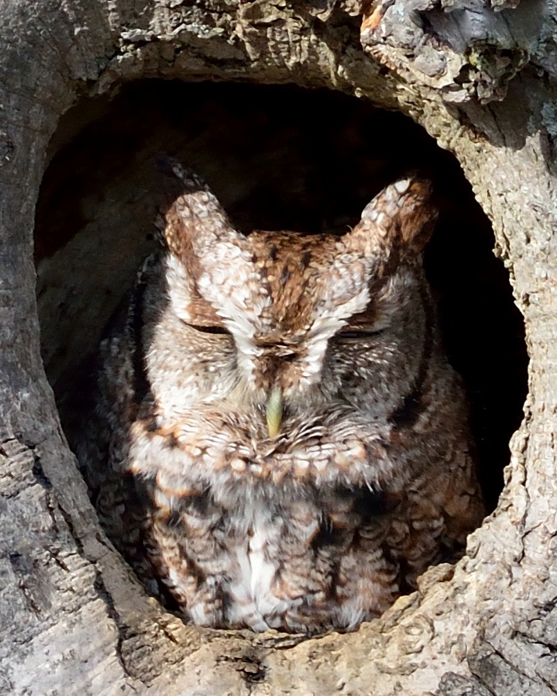 Eastern Screech-Owl - Dorrie Holmes