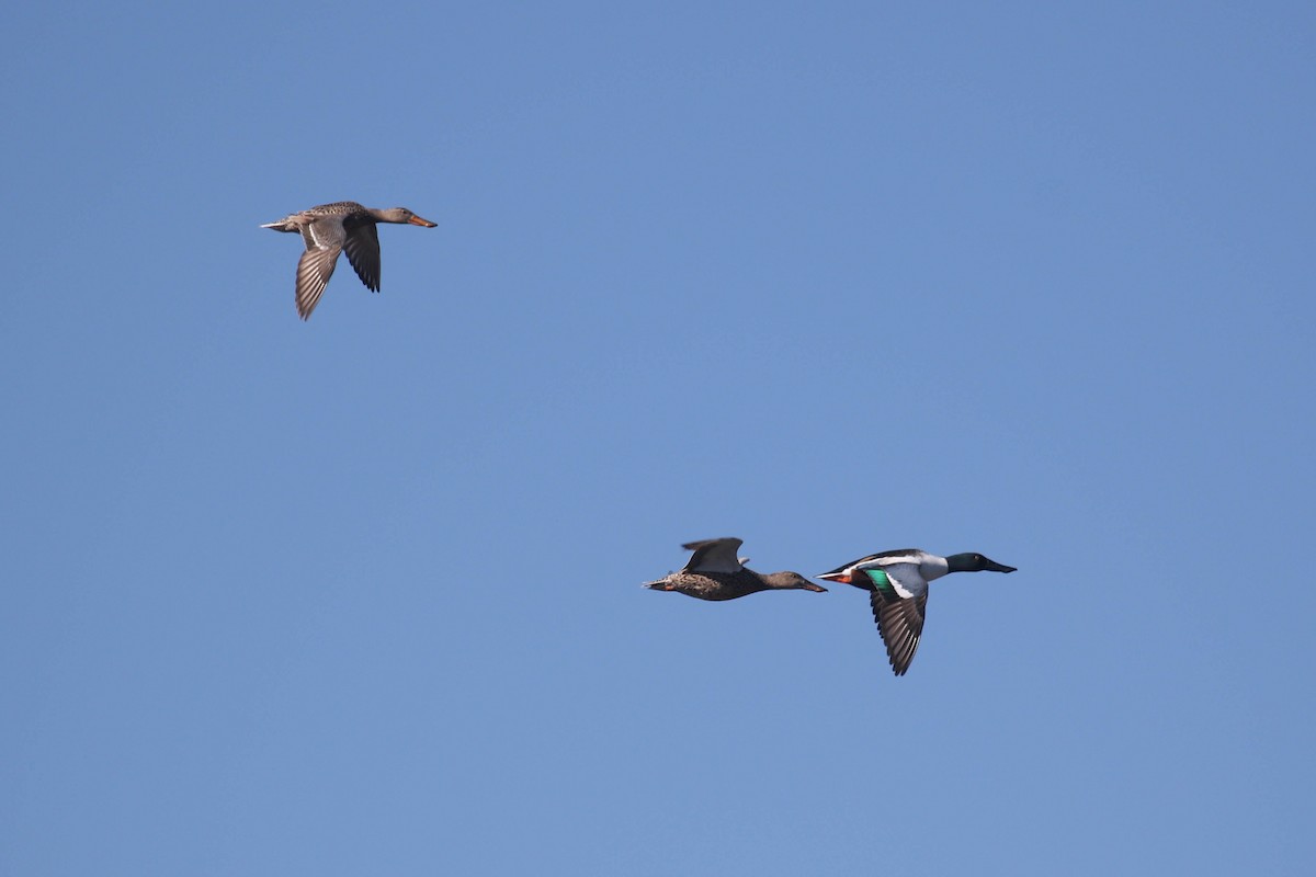 Northern Shoveler - ML207505701