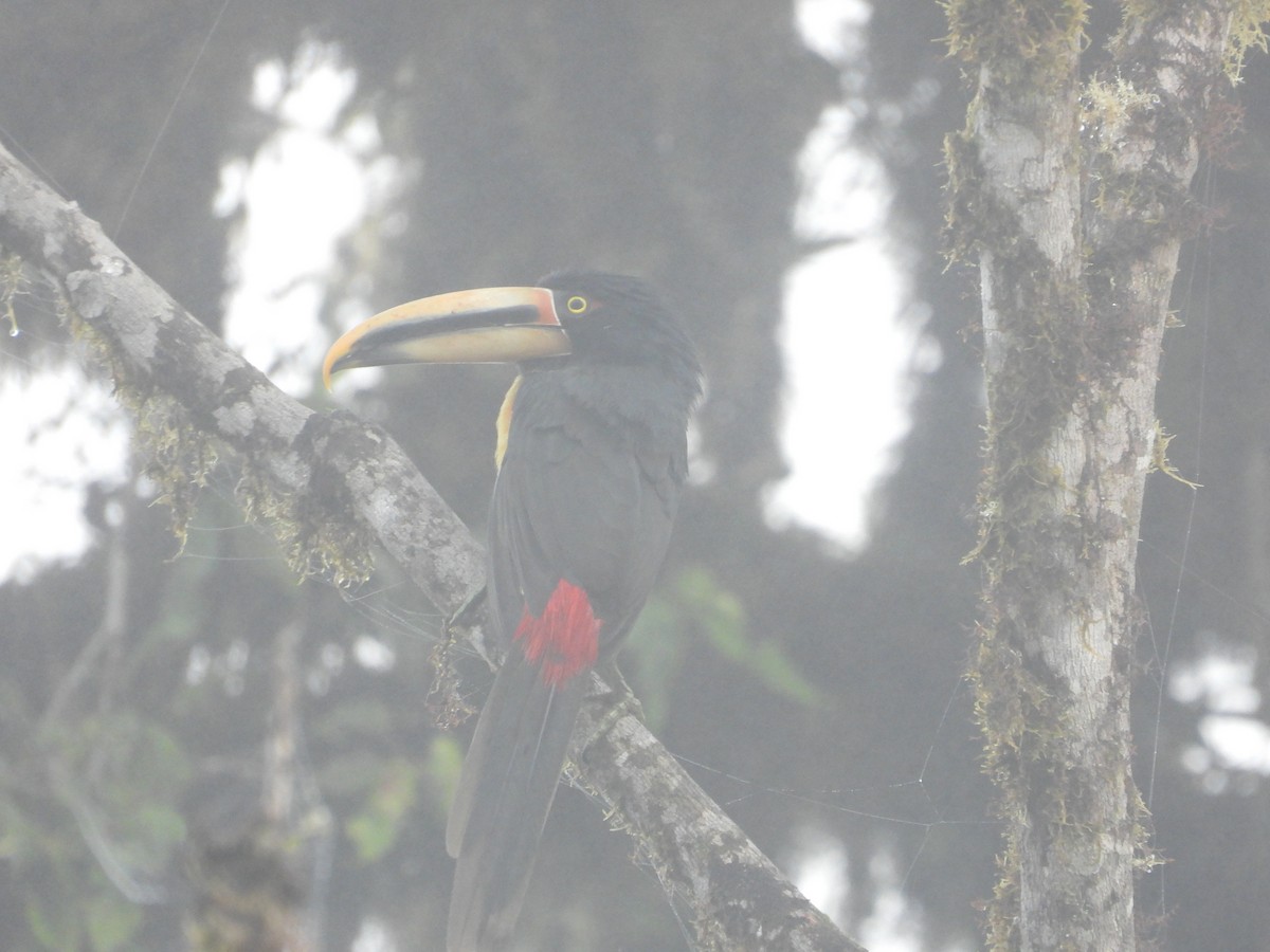 Collared Aracari - ML207505851