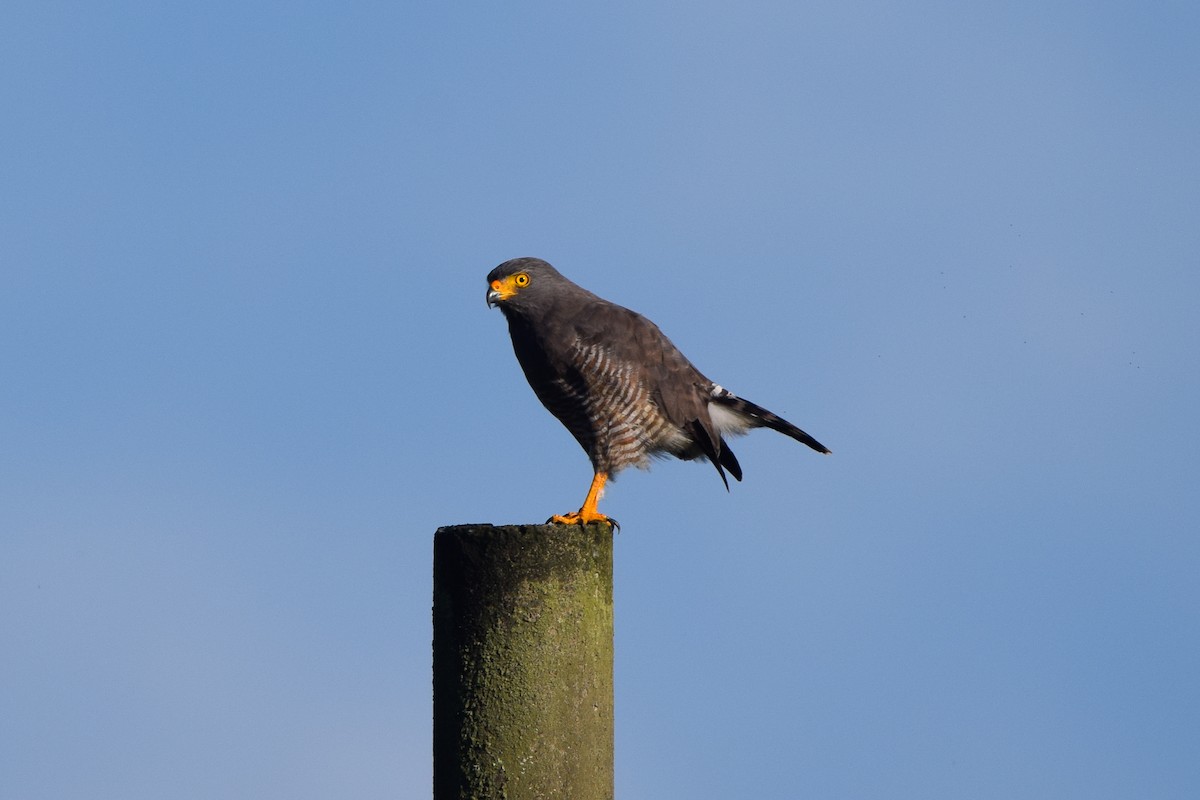 Roadside Hawk - ML207505911