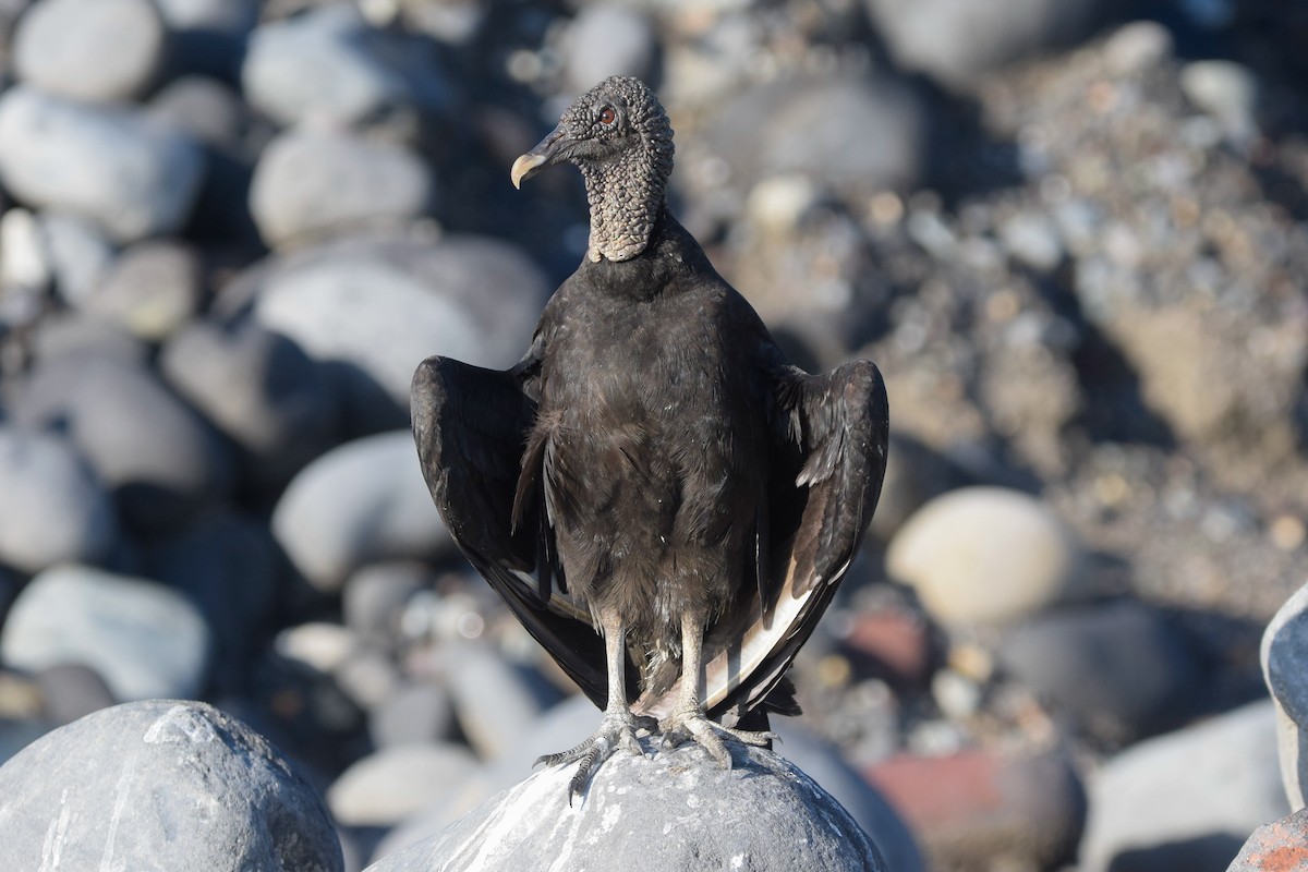 Black Vulture - ML207506401