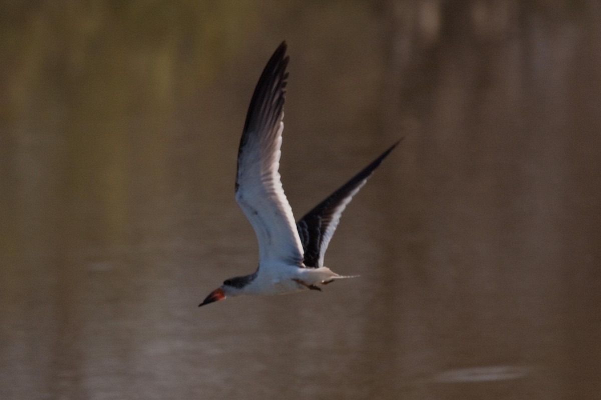 Black Skimmer - ML207506741