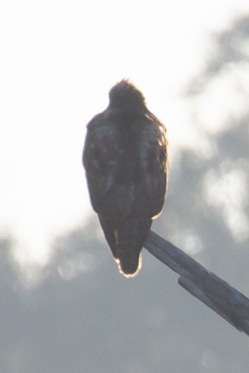 Red-tailed Hawk - ML207506761