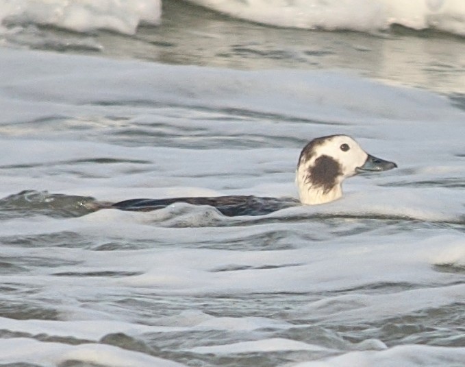 Мөнгөлөг шунгаахай - ML207507031