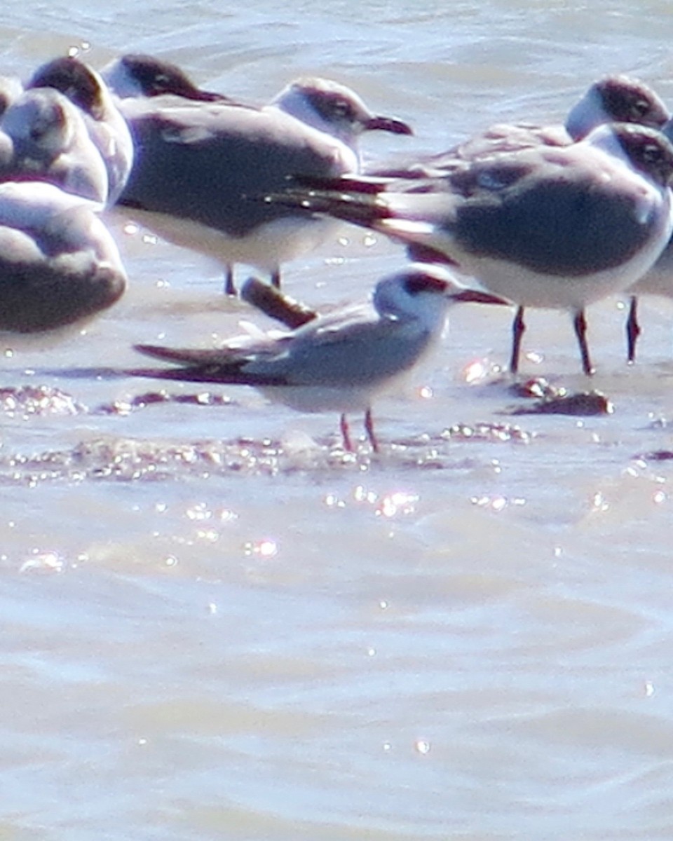 Forster's Tern - ML207508901