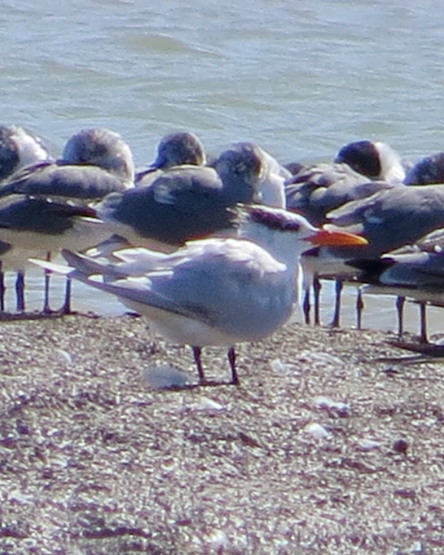 Royal Tern - Bill Lisowsky