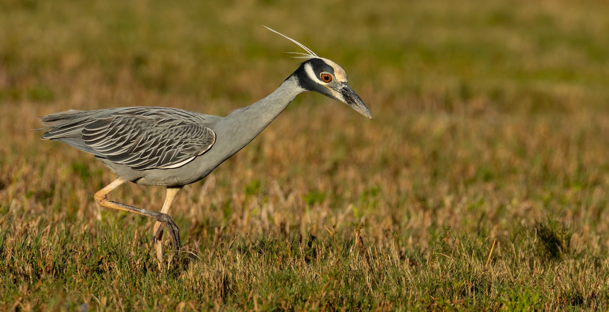 Yellow-crowned Night Heron - Susan Nagi