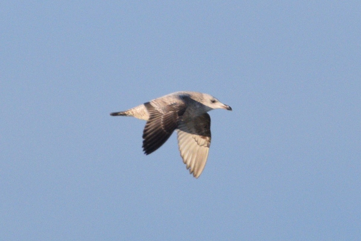 American Herring Gull - ML207510371