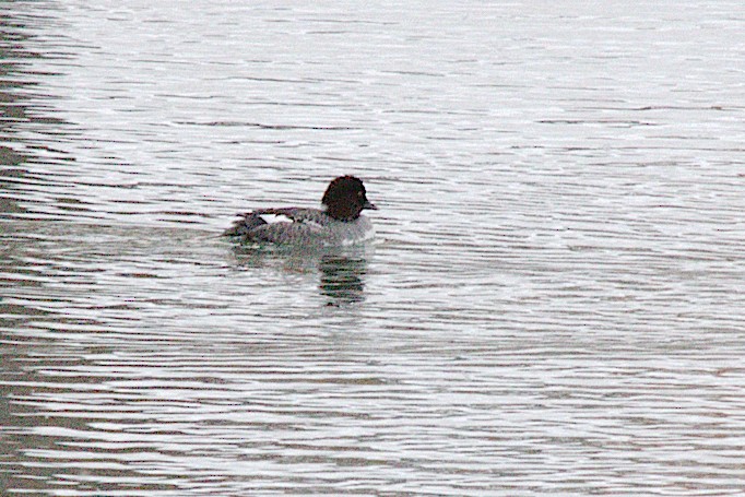 Common Goldeneye - George Ross