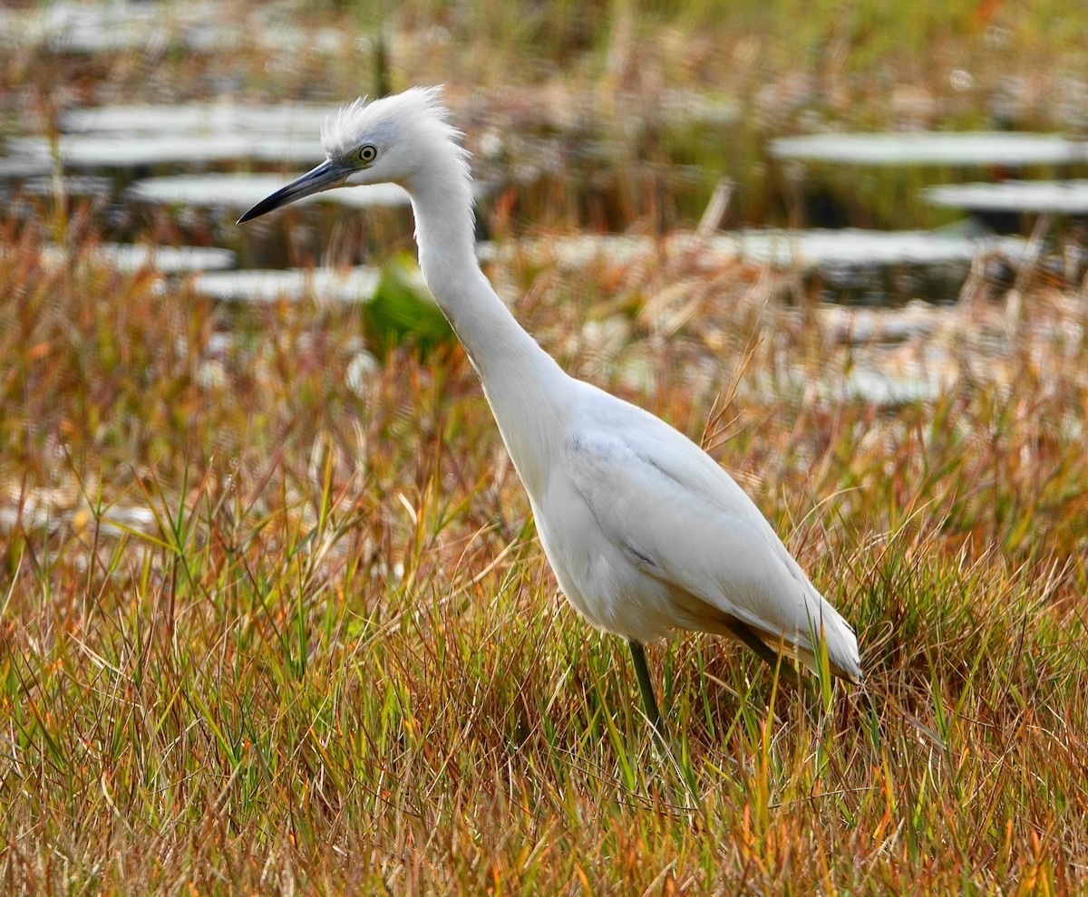 Little Blue Heron - ML207512191