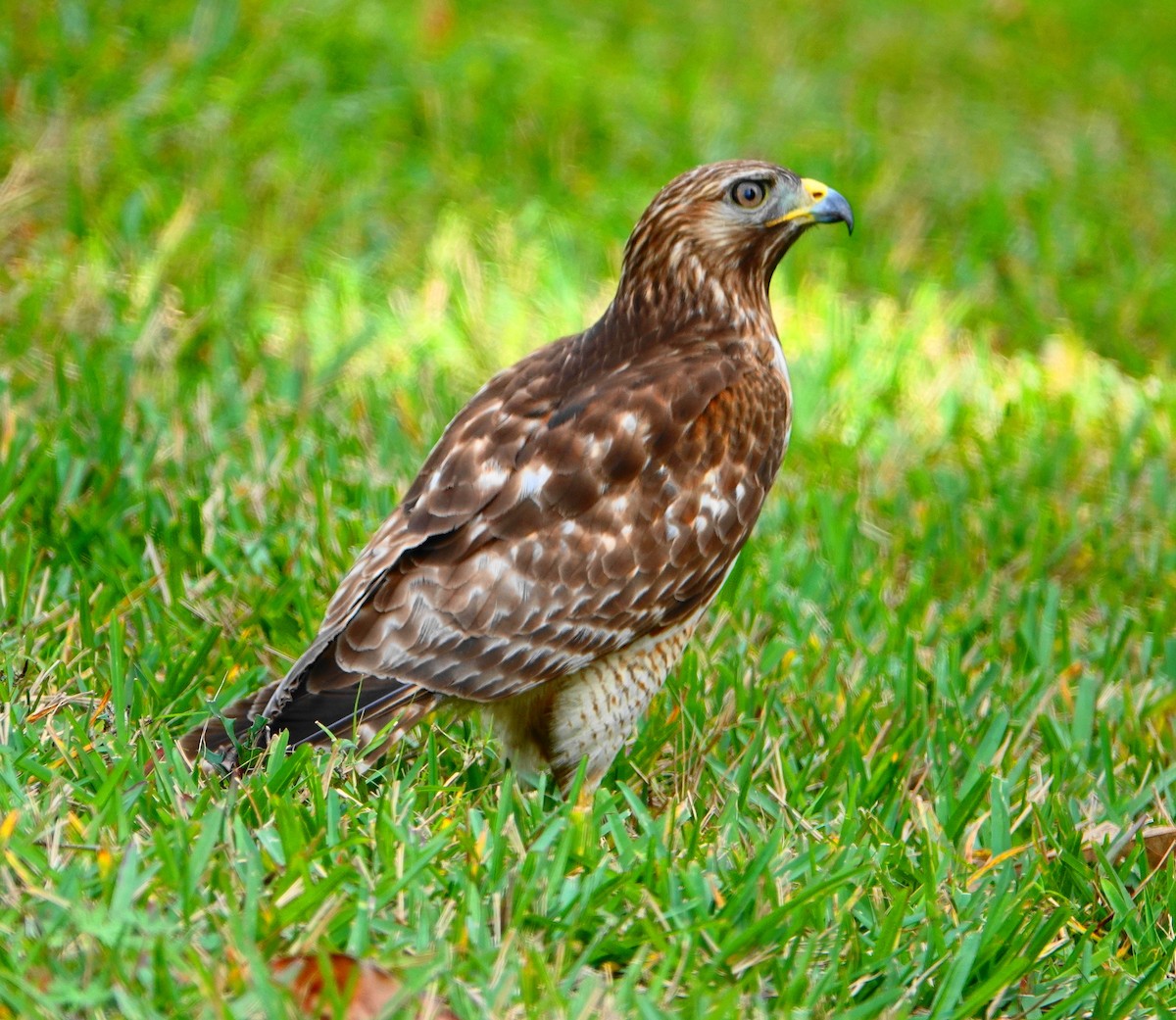 Red-shouldered Hawk - ML207512331