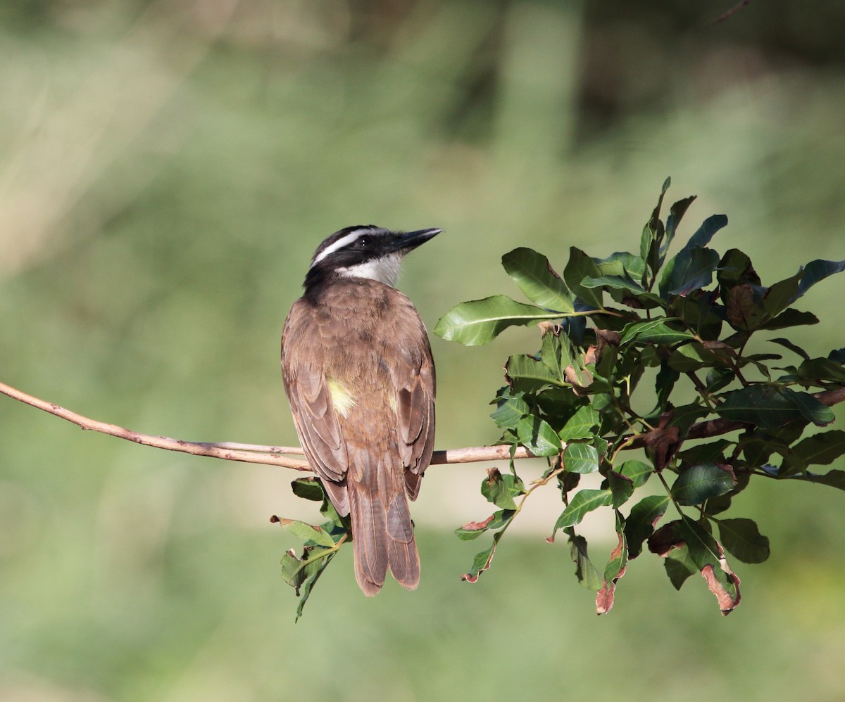 Great Kiskadee - ML207512351