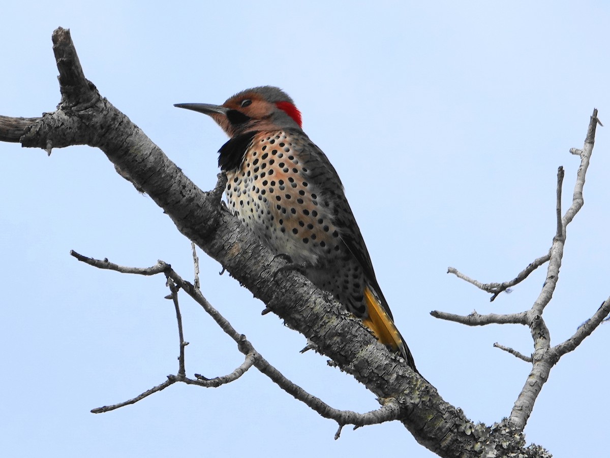 Northern Flicker - ML207512671