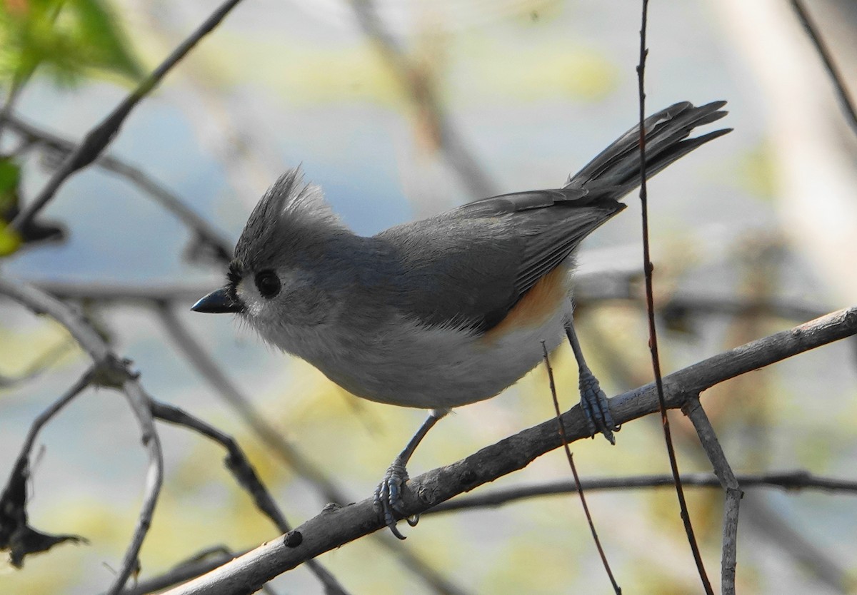 Tufted Titmouse - ML207512801