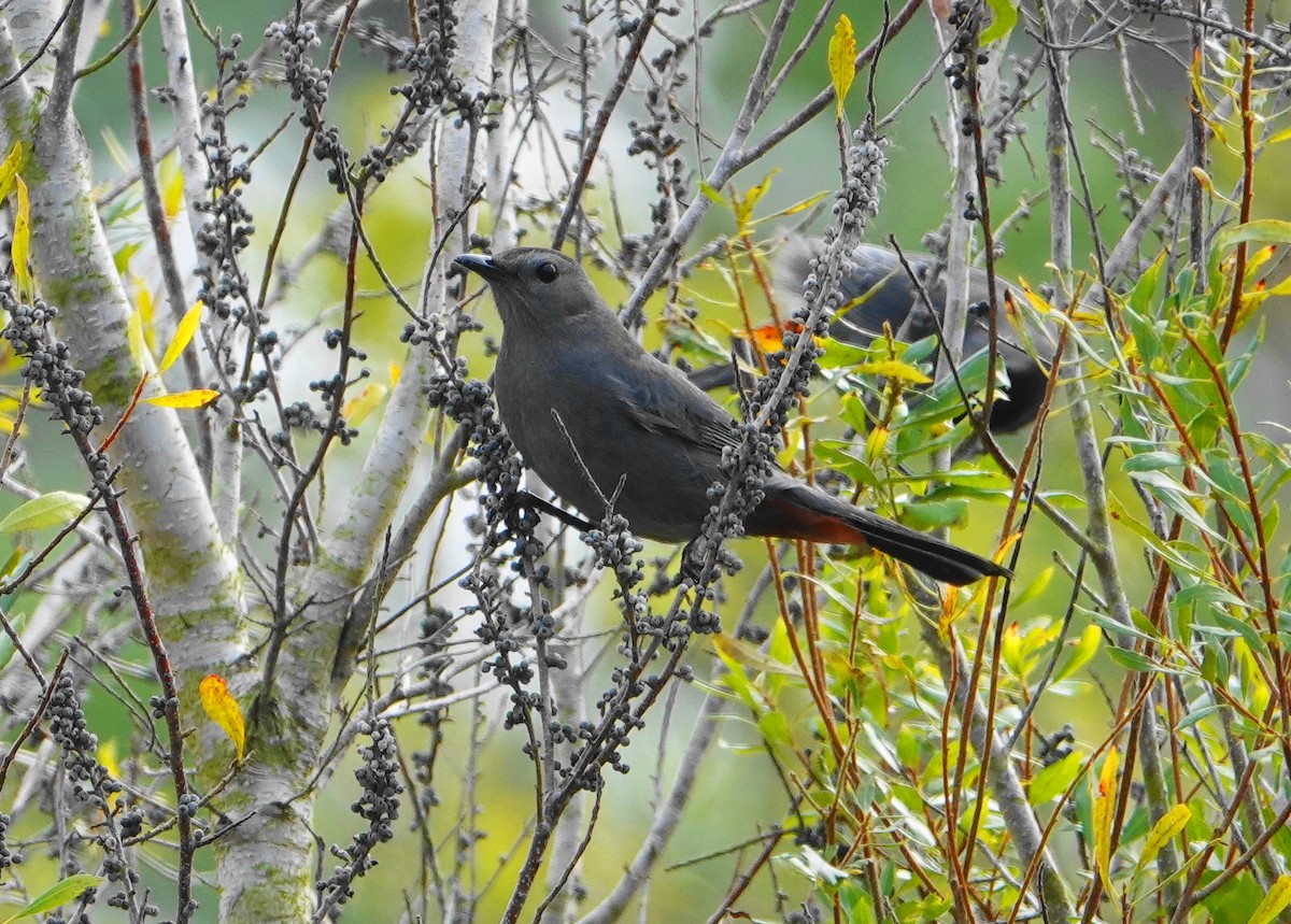 Gray Catbird - ML207512991