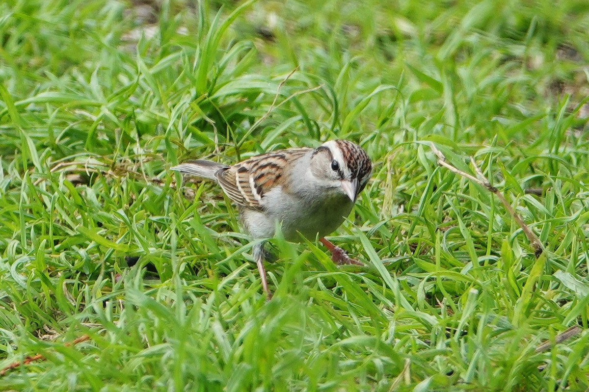 Chipping Sparrow - ML207513101