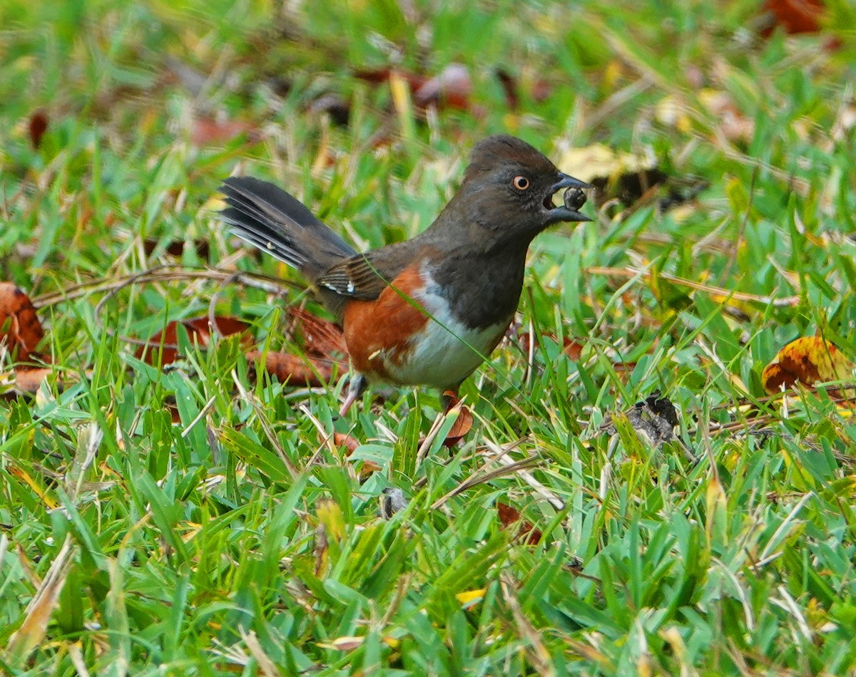 Eastern Towhee - ML207513291