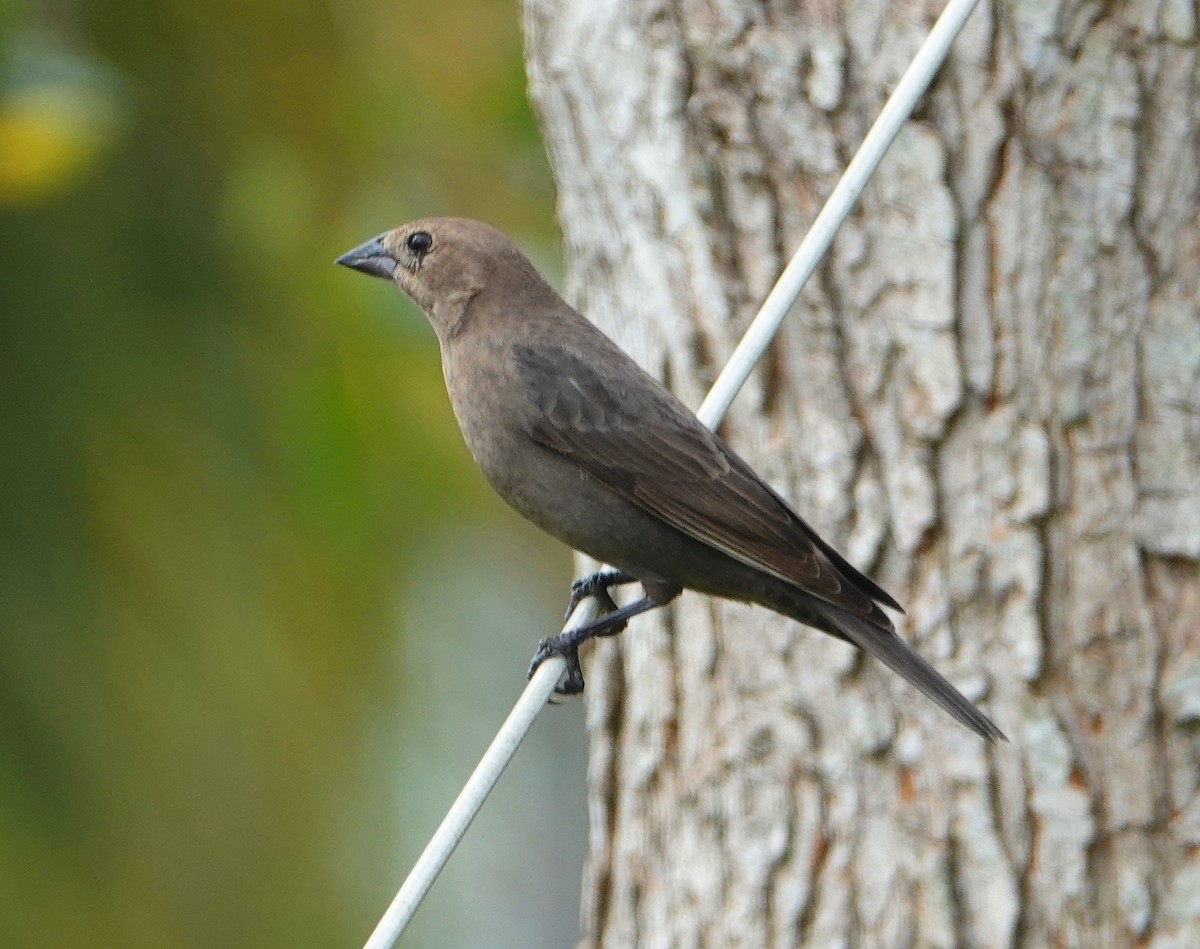 Brown-headed Cowbird - ML207513401