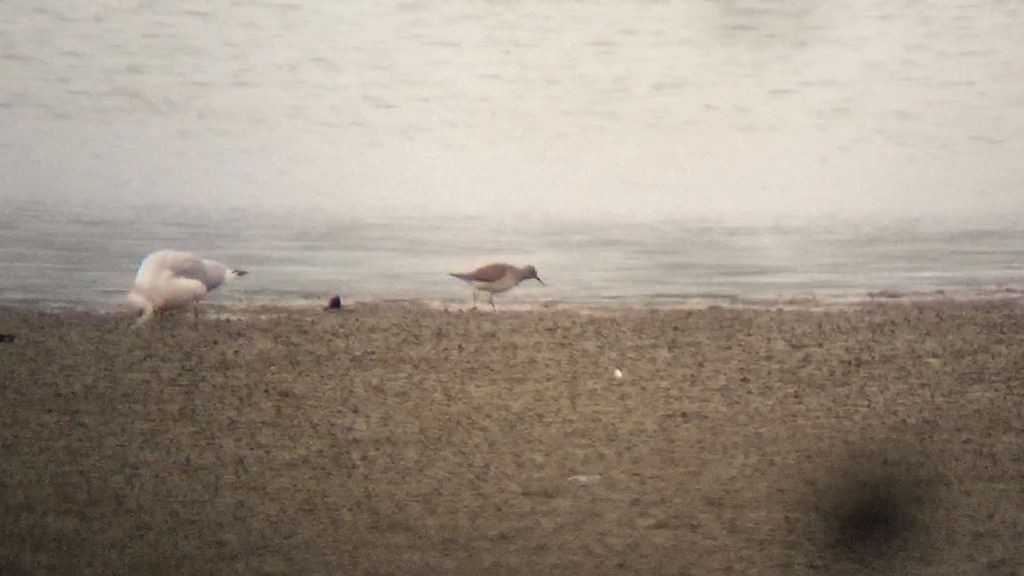 Lesser Yellowlegs - ML20751361