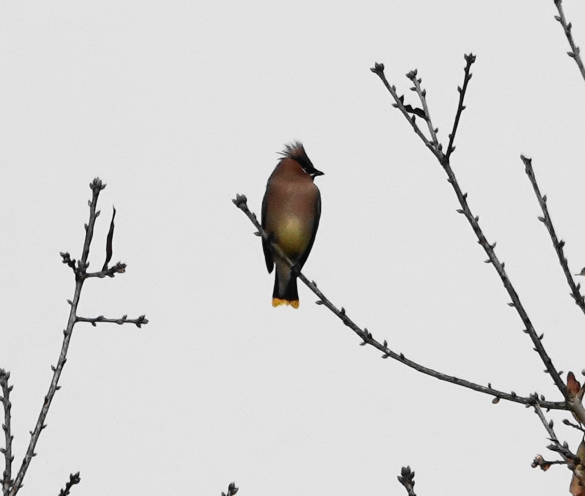 Cedar Waxwing - ML207514011