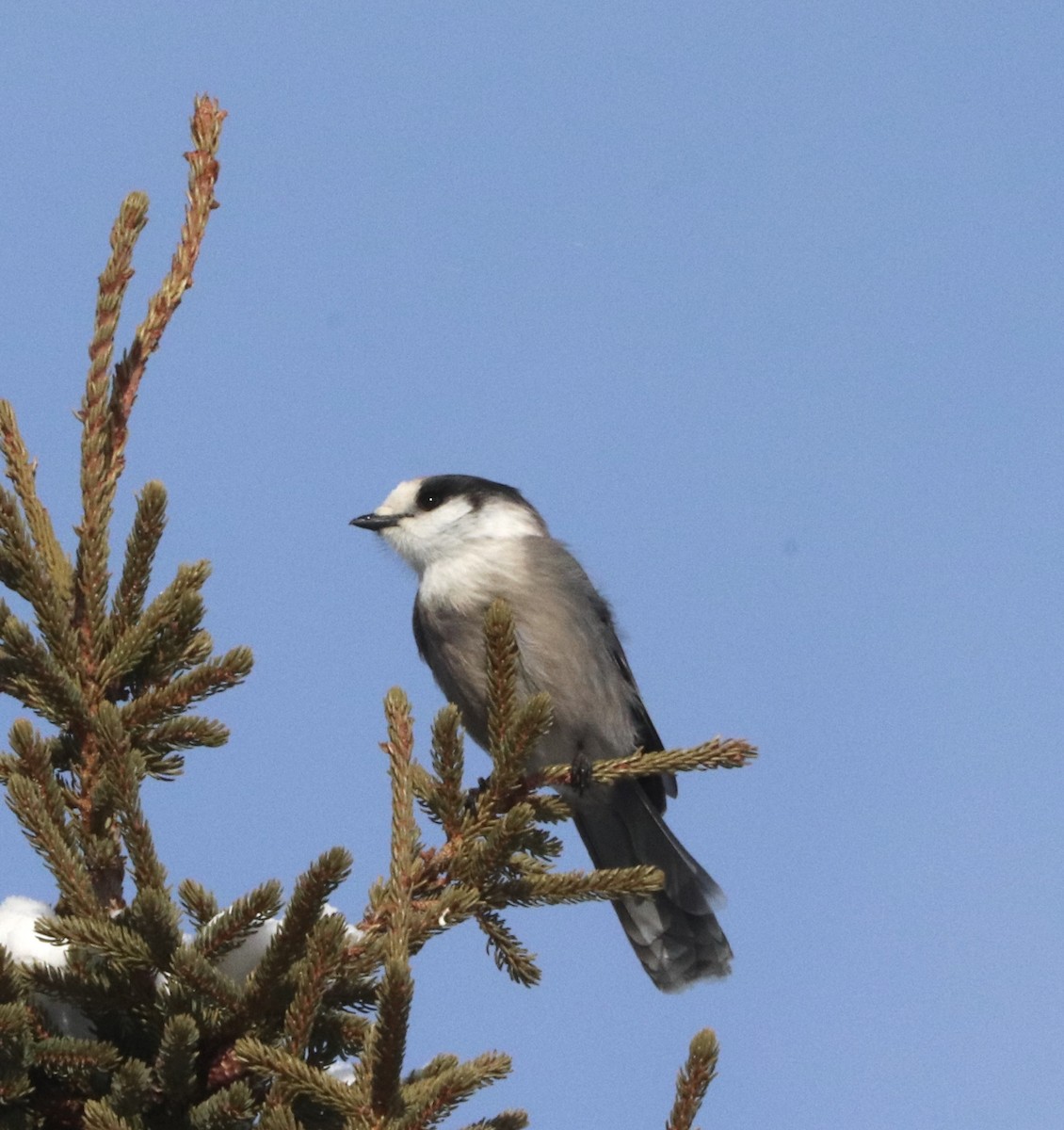 Canada Jay - ML207514441