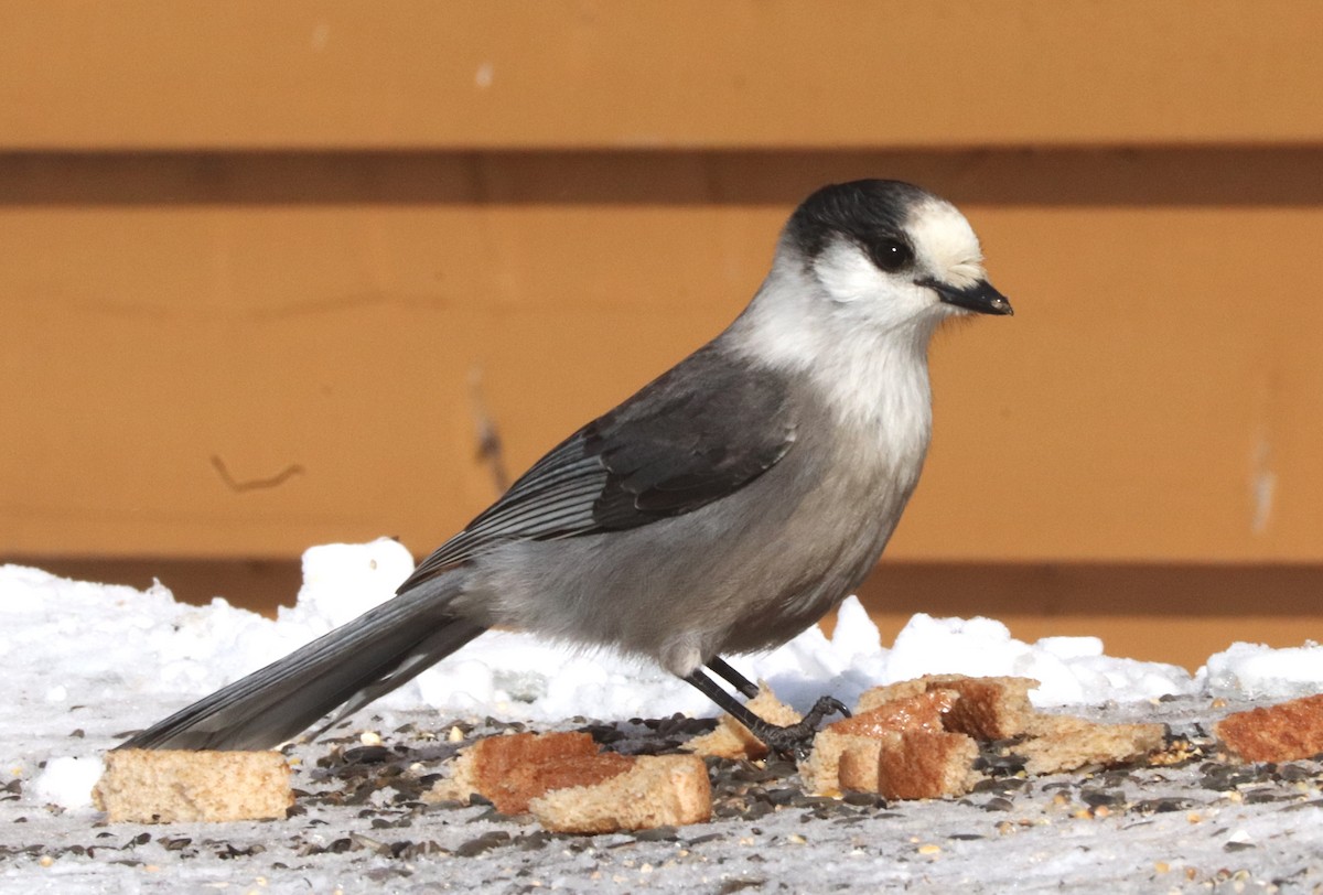 Canada Jay - ML207514491