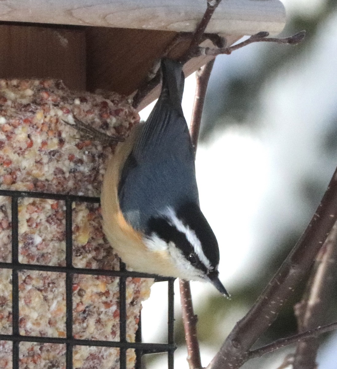 Red-breasted Nuthatch - ML207514581