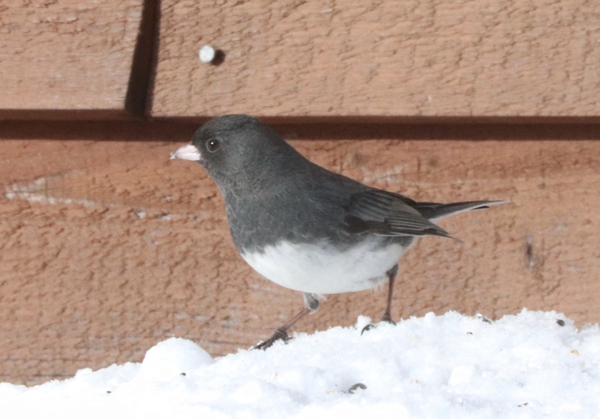 Dark-eyed Junco - ML207514841