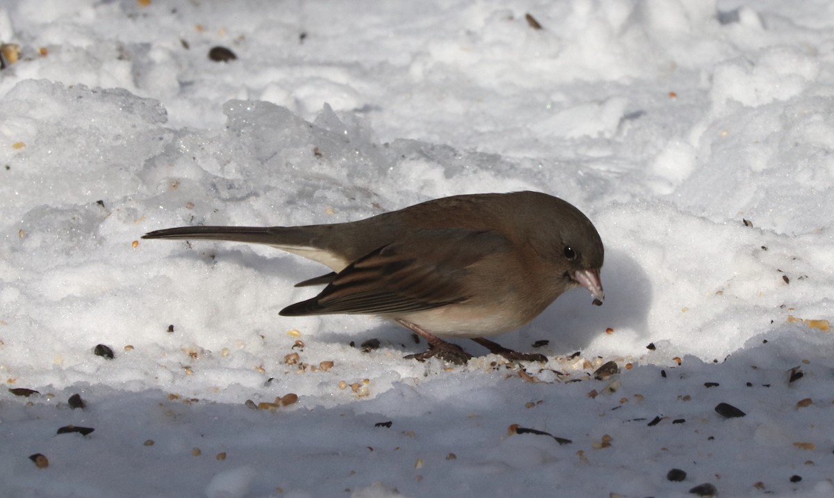 Dark-eyed Junco - Staff PSNP