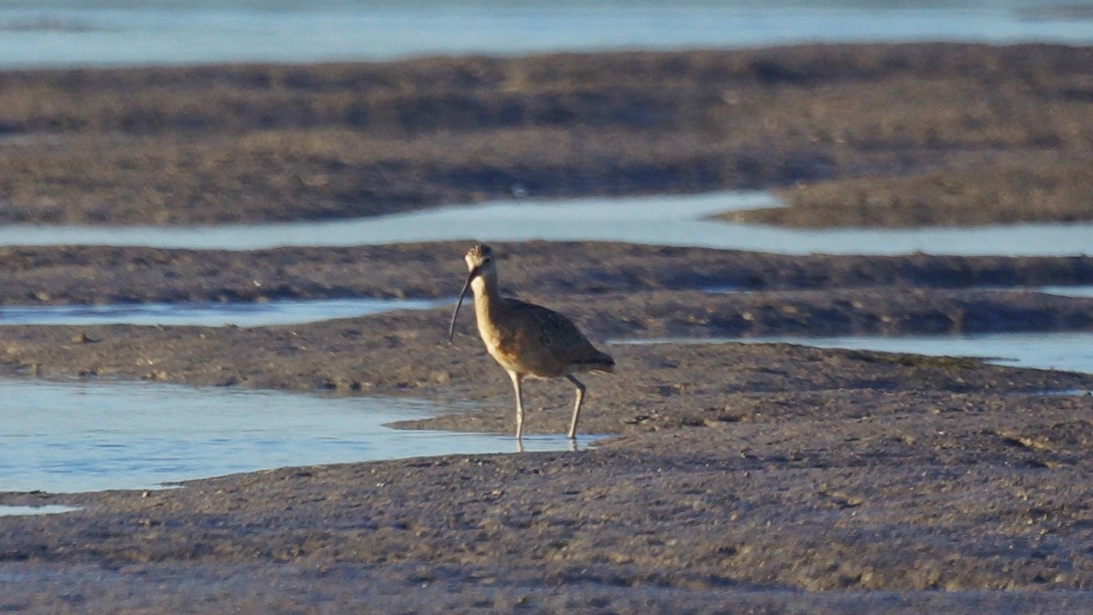 Long-billed Curlew - ML207515241