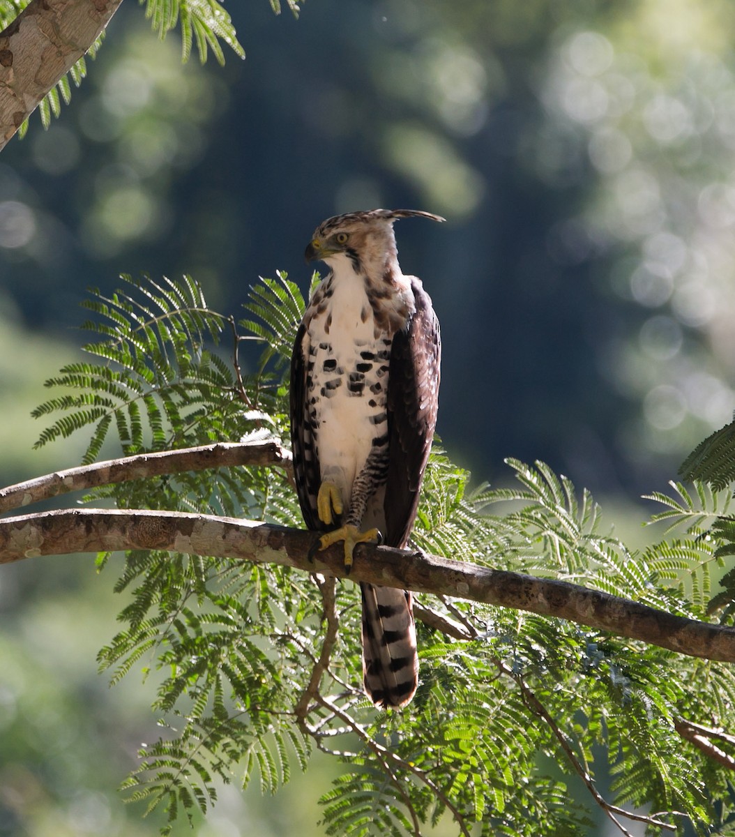 Águila Galana - ML207516001