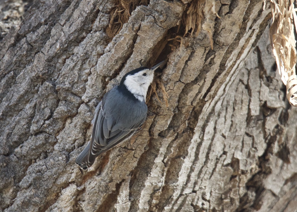 White-breasted Nuthatch - ML207516901