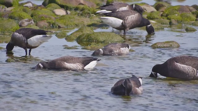 berneška tmavá (ssp. nigricans) - ML207520391