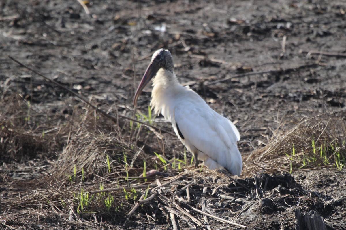 Wood Stork - ML207526001