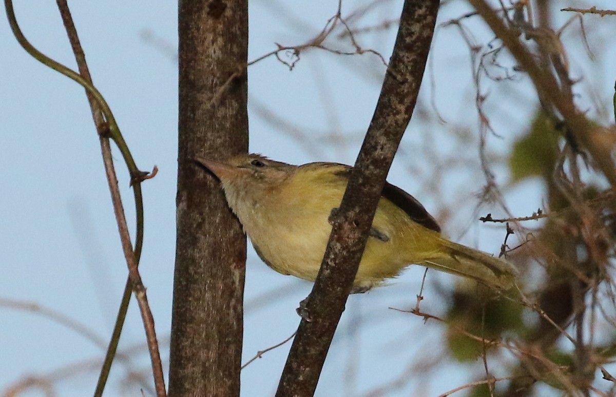 Golden-fronted Greenlet - ML207526361