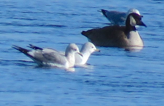 Short-billed Gull - David Dowell