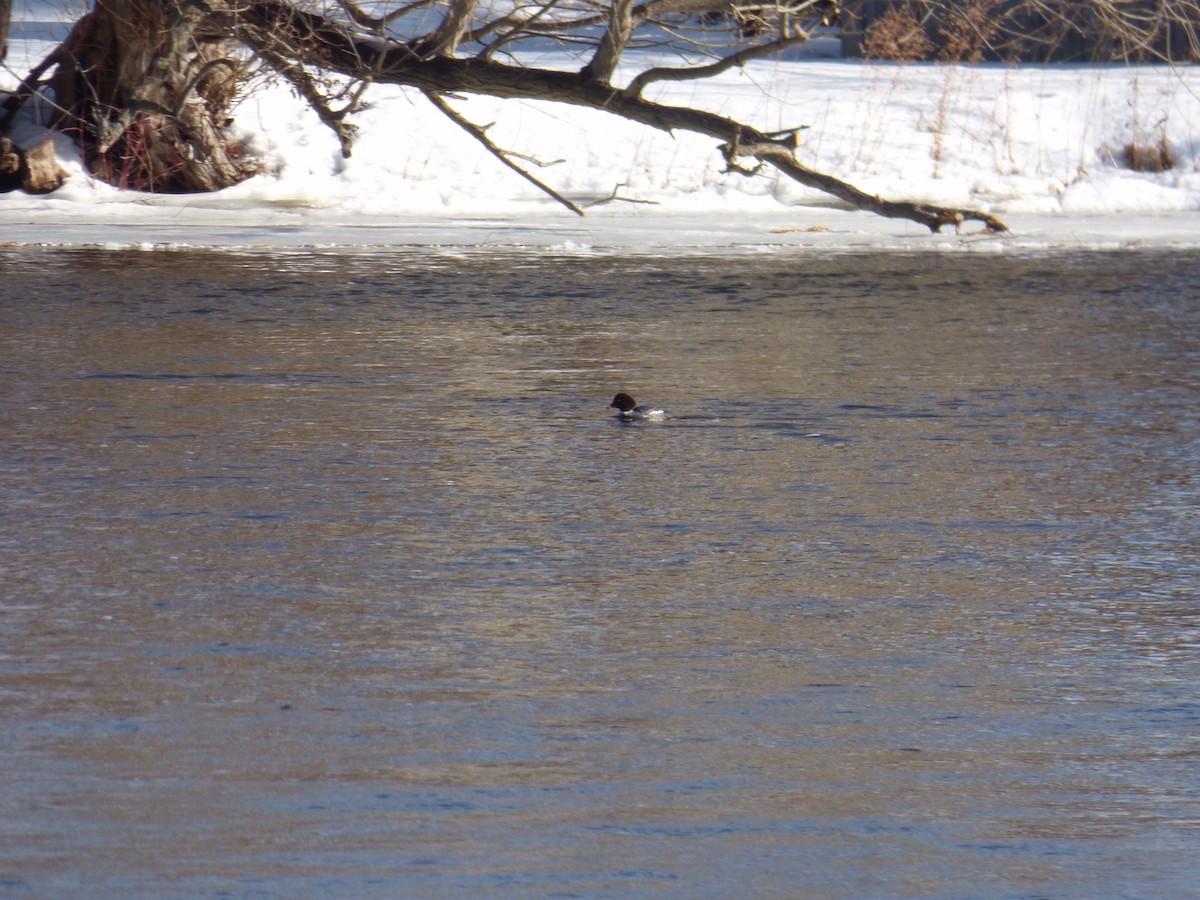 Barrow's Goldeneye - ML207527061