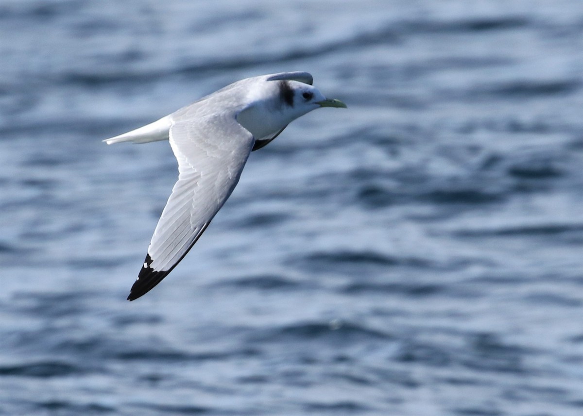 Mouette tridactyle - ML207527331