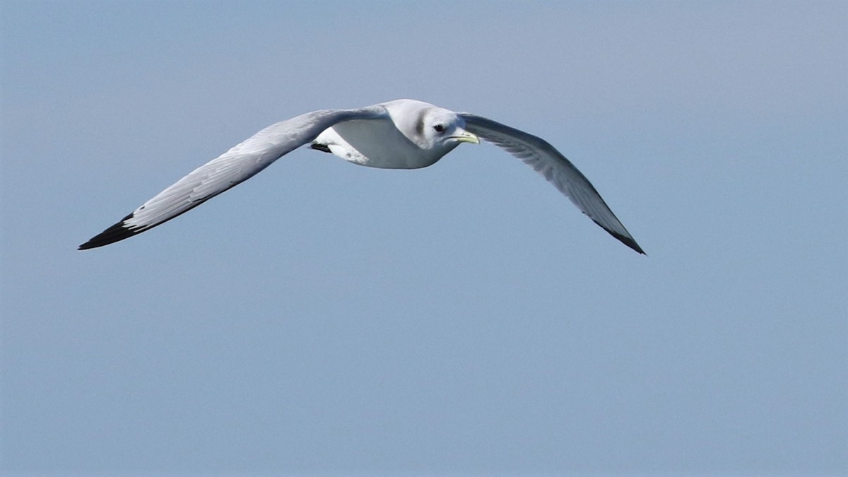 Mouette tridactyle - ML207527421