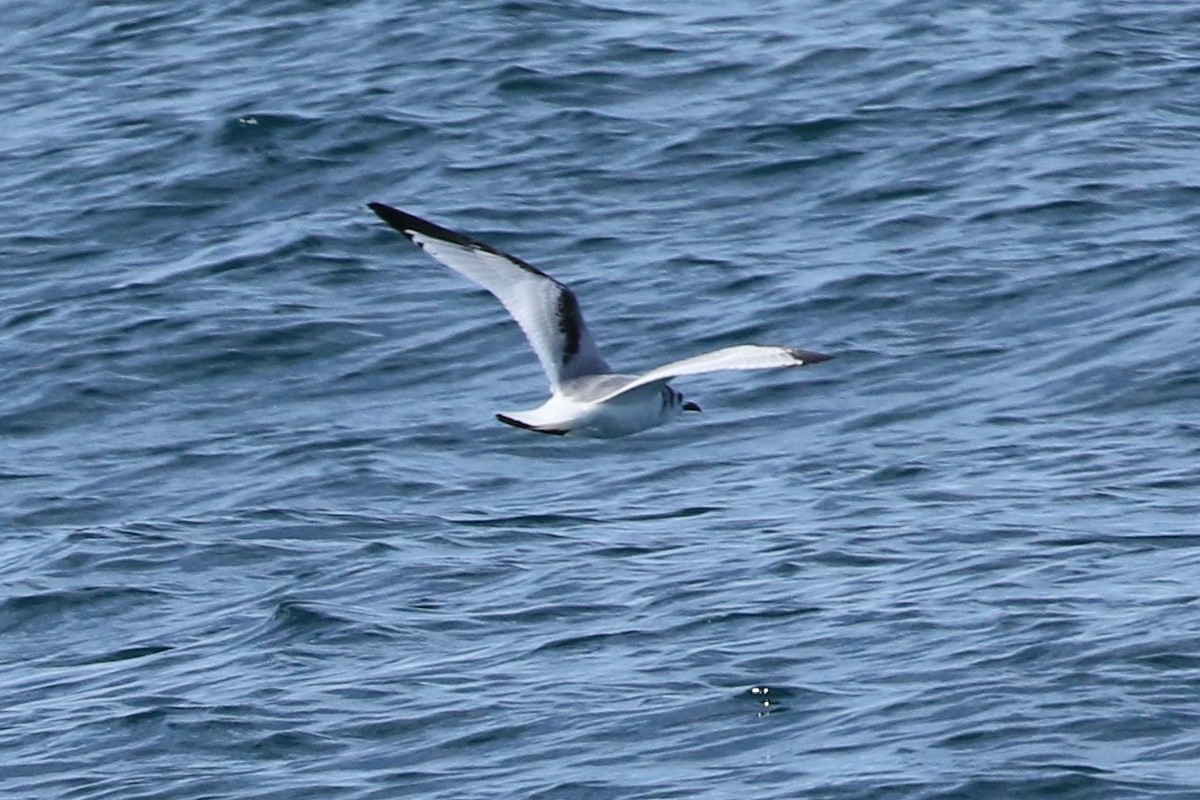 Mouette tridactyle - ML207527441